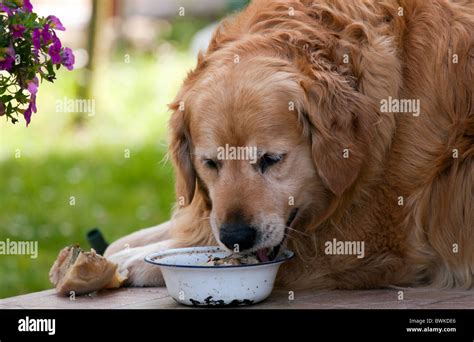 Golden Retriever Eating From His Bowl Stock Photo Alamy