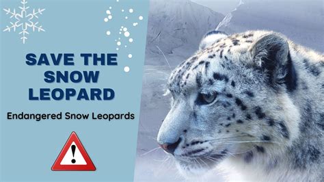 Are Snow Leopards Going Extinct How To Save The Endangered Species