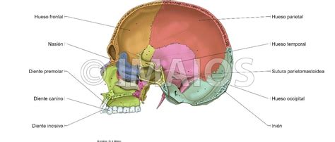 Cavidad Craneal Suturas Del Cráneo Human Anatomy Chart Human