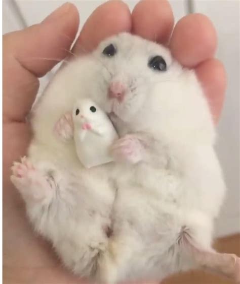 Hamster Meme Peace Sign