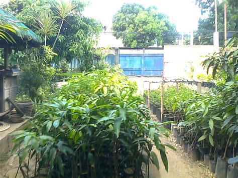 We are a living wage employer, but paying our amazing team above the rate required for accreditation. Fruit Trees For Sale: Grafted Mangoes For Sale