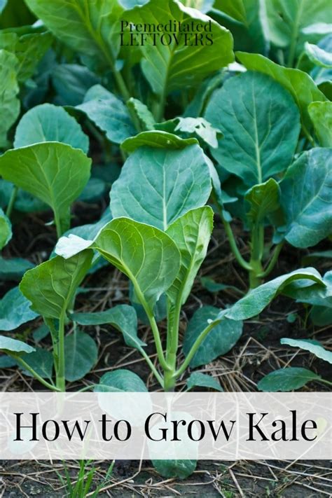 Plant your crop again in the fall, six to eight weeks before the first expected. Tips for Growing Kale in Your Garden
