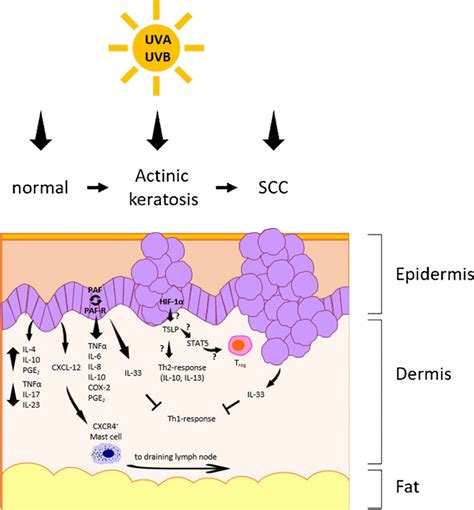 Secreted Immunoregulatory Proteins In The Skin Journal Of