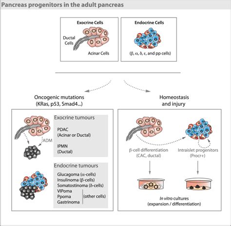 Pancreas Progenitors In The Adult Pancreas Both Exocrine And Endocrine