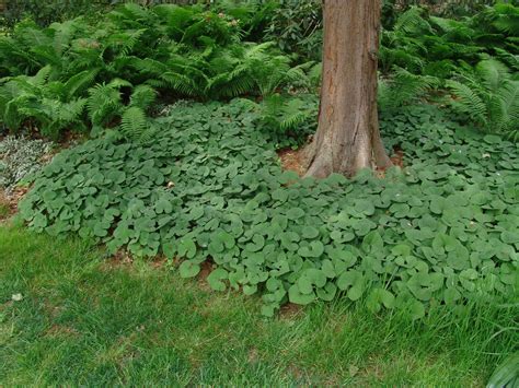 Wild Ginger Great Ground Cover And Native Pennsylvania Plant
