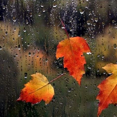 Wallpaper Of Autumn Rain Natural Autumn Rain 514x514 13140