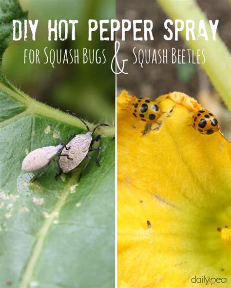 Heres A Diy Hot Pepper Spray Which Is 100 Safe And Natural Via