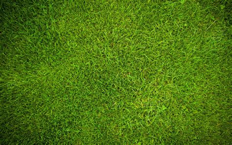 Green Grass Texture 4k Plant Textures Grass Backgrounds Close Up Ferdeluca