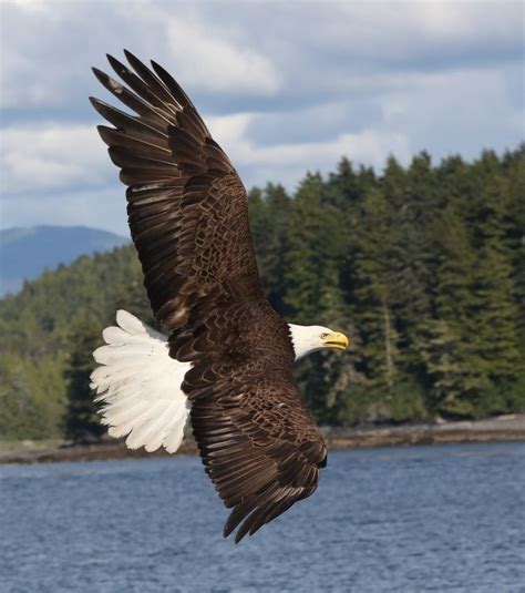 The American Bald Eagle By Larry Winter Bald Eagle In Flight Alaska
