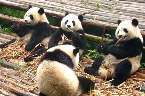 Panda Stic News Giant Pandas Are No Longer Endangered Now Categorised