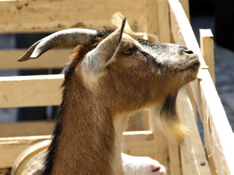 Free Images Nature Farm Wildlife Goat Zoo Mammal Fauna Goats