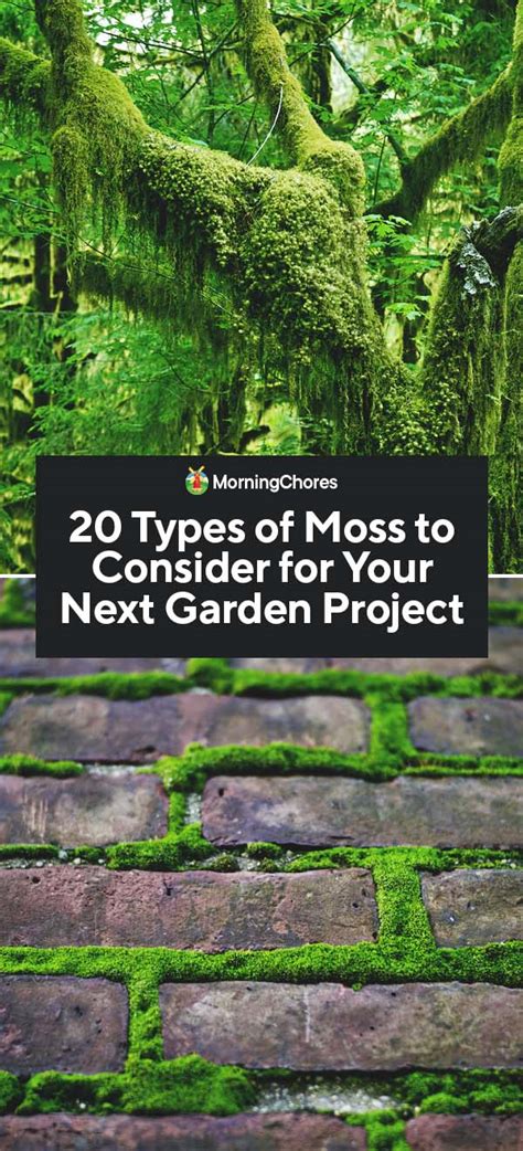 20 Types Of Moss To Consider For Your Next Garden Project