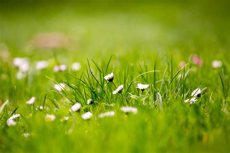 Lush Field Of Grass Wallpaper Arthatravel Com