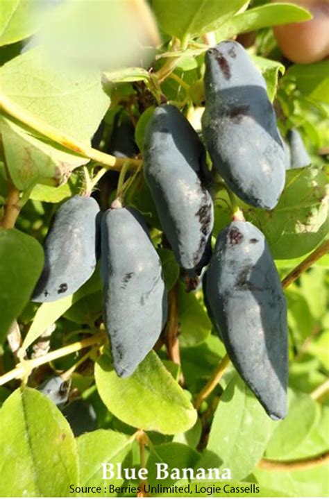 Maybe you would like to learn more about one of these? Camerisier Blue Banana - Végétolab inc. - Vente d'arbustes ...