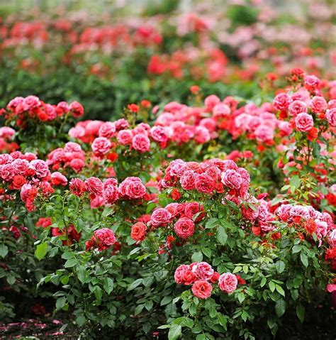 Transplanting Rose Bushes A Step By Step Guide Millcreek Gardens