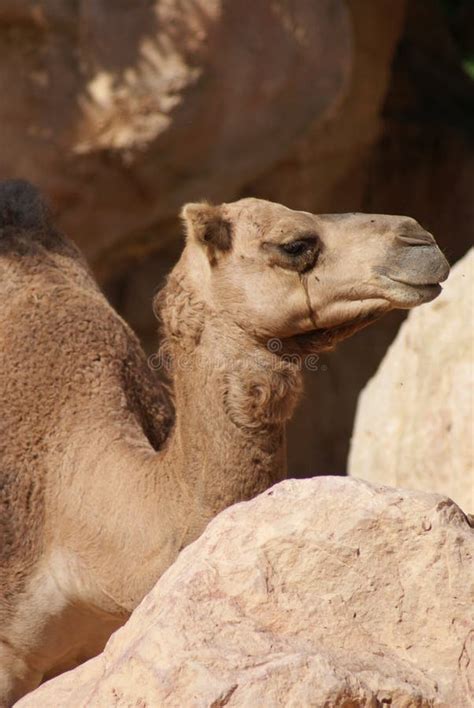 Dromedary Camel Camelus Dromedarius Stock Photo Image Of Life