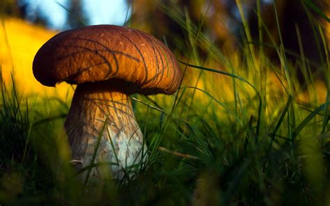 High resolution picture of mushroom, desktop wallpaper of boletus ...