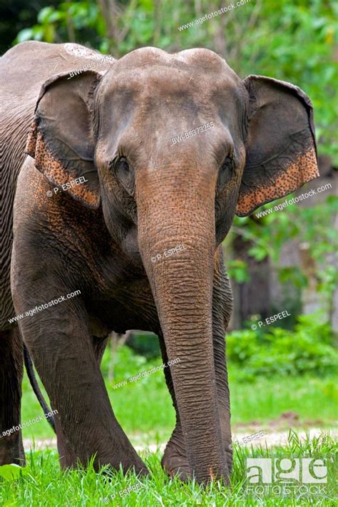 Asiatic Elephant Asian Elephant Elephas Maximus Front View