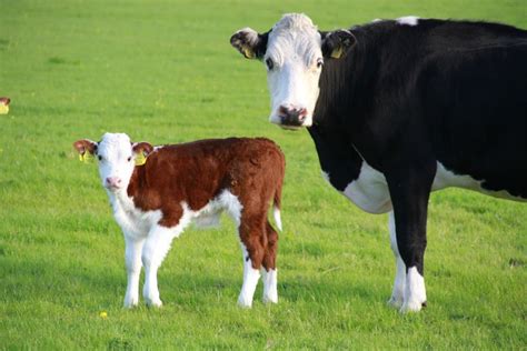 New Hereford Calf With His Mother Animals And Pets Cute Animals