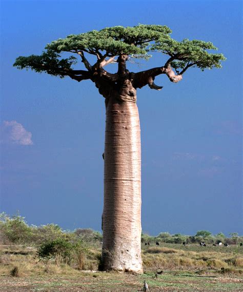 Adansonia Grandidieri Grandidiers Baobab Quinta Dos Ouriques