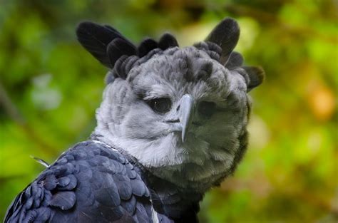 20 Harpy Eagle Facts