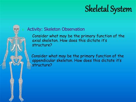 Ppt Skeletal System Powerpoint Presentation Free Download Id1993915