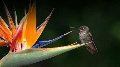 How To Plant Bird Of Paradise