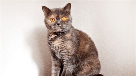 Selkirk Rex Cat Breed Information Facts World Cat Finder
