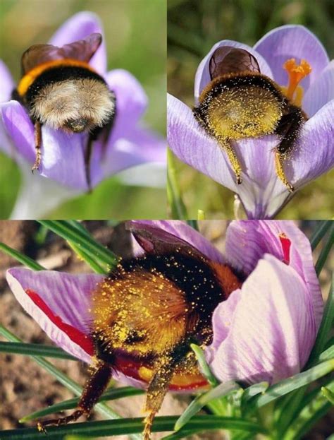 Tired Bumblebees Fallen Asleep Inside Some Flowers With Pollen On Their
