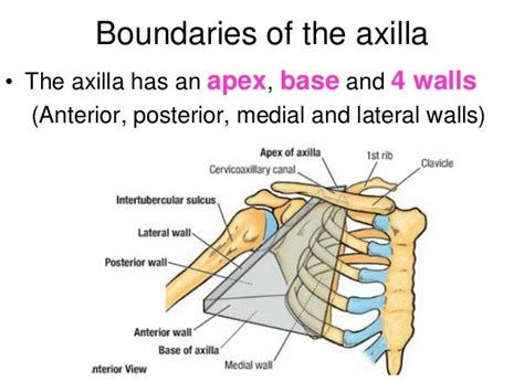 Anatomy Of The Axilla