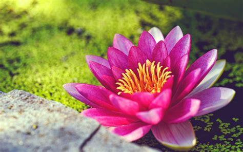 Pink Water Lily Flower Wallpapers Hd Wallpapers Id 17713