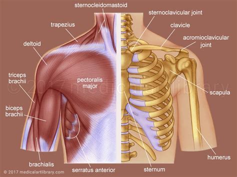 Shoulder Anatomy Medical Art Library
