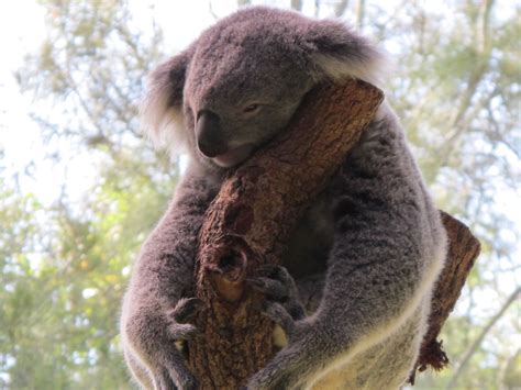 Free Images Wildlife Fauna Australia Vertebrate Marsupial Koala