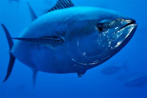 Mediterranean Bluefin Tuna Quota Increase Too Much Too Soon Wwf