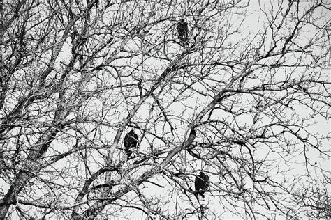 Black Vulture Trio In Black And White Photograph By Gaby Ethington