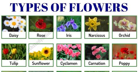 343 Types Of Flowers Around The World With Pictures English Study Online