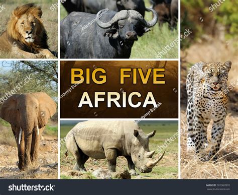 The Big Five Lion Elephant Leopard Buffalo And Rhinoceros Stock