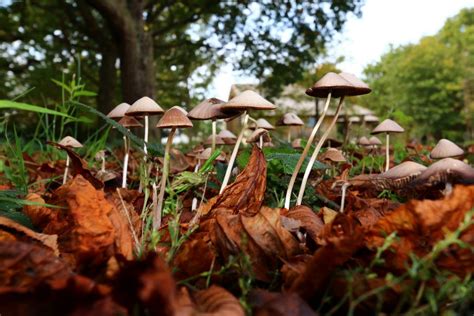 Psychedelic mushrooms could help treat depression • Earth.com
