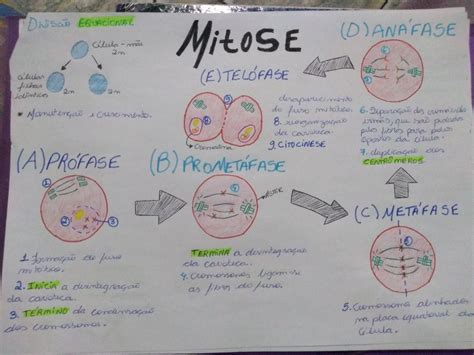 Mitose Mitose Mapa Mental Biologia Celular