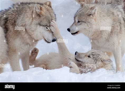 A Pair Of Arctic Wolves And Cub Stock Photo Alamy