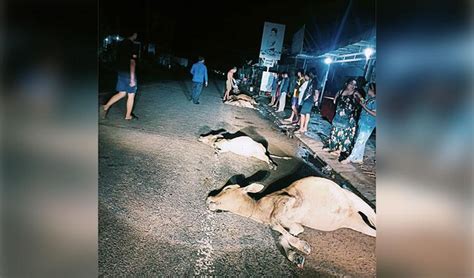 Cow Crash Five Cows Killed In Hit And Run Cambodia News Watch