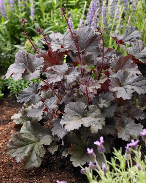 12 Best Companion Plants For Hostas Longfield Gardens Shade Garden