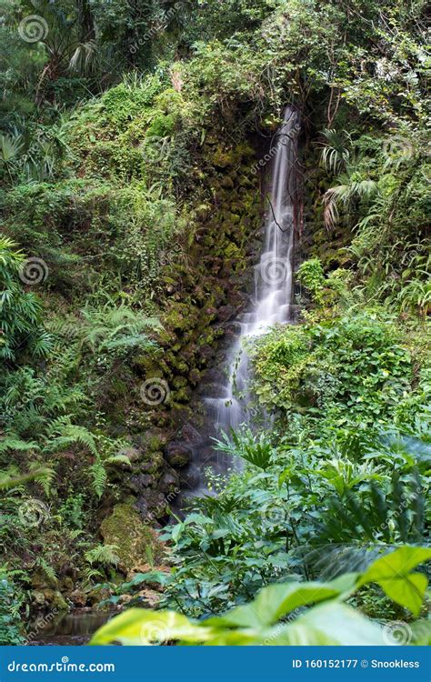 Waterfall Pouring Down From Dense Lush Forest Stock Image Image Of