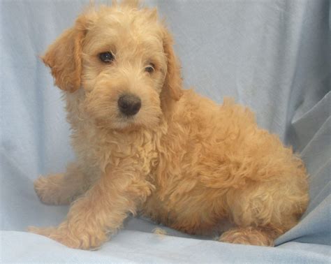 Schnoodle Dog Breeder And Puppies For Sale New Windsor Md Windsor