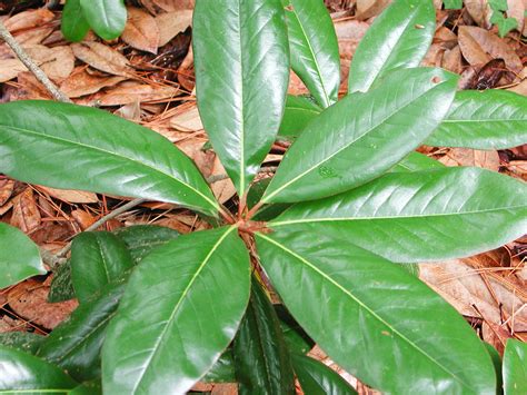 Leaves of Southern Magnolia | Nature Photo Gallery