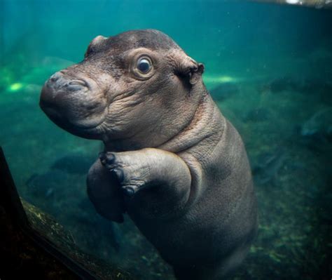 Cincinnati Zoos Baby Hippo Fritz Makes His Public Debut