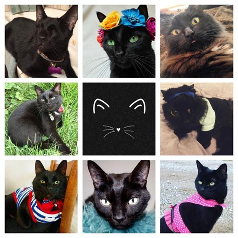Which Black Cat Are You Take This Quiz To Find Out Meowaf Blackcatappreciationday