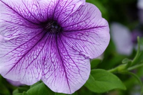 Purple Flower Nature Free Stock Photos In Jpeg  4320x2880 Format