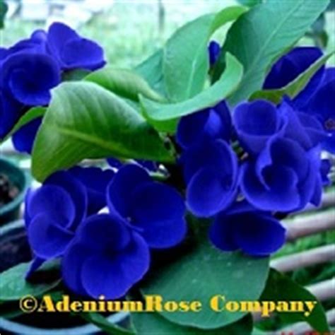This is actually my first time trying from seed. AdeniumRose Company adenium plants growing and new hybrids ...