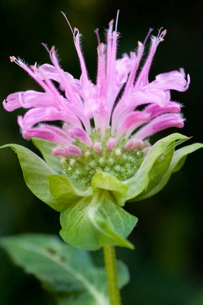 This list of flowers for the bees will make a beautiful. Growing Bee Balm - The Perfect Perennial To Attract Bees ...